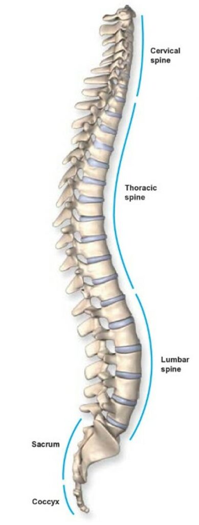 Anatomy of the spine | STL MISC